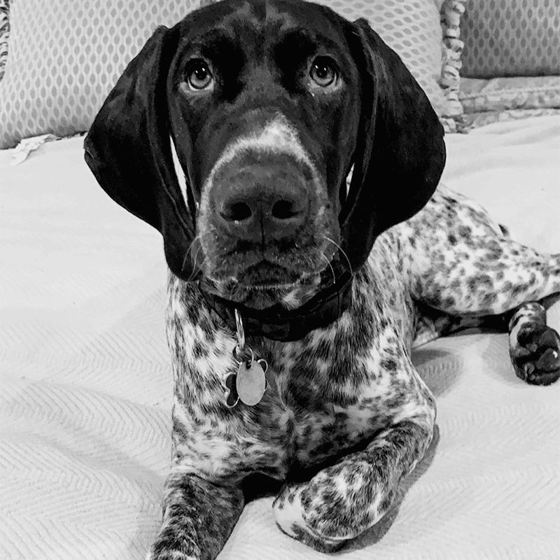Dog sitting on a bed with a blanket, Gunner Torgerson Black and White Image