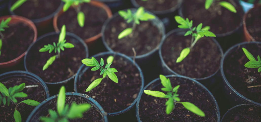 Several small black pots with saplings inside